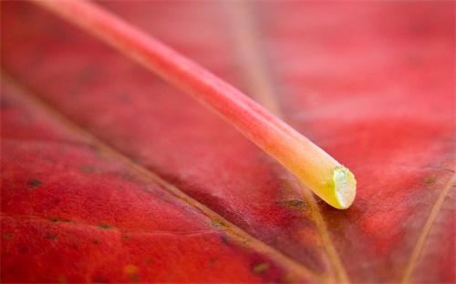 王冕求学，王勉求学翻译